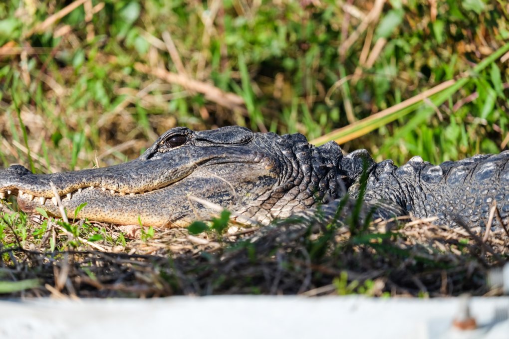 Alligator at Anhinga Trail