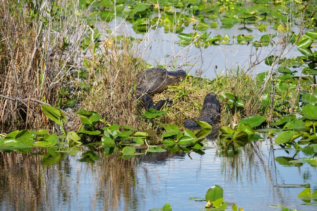 Alligators at Anhinga Trail