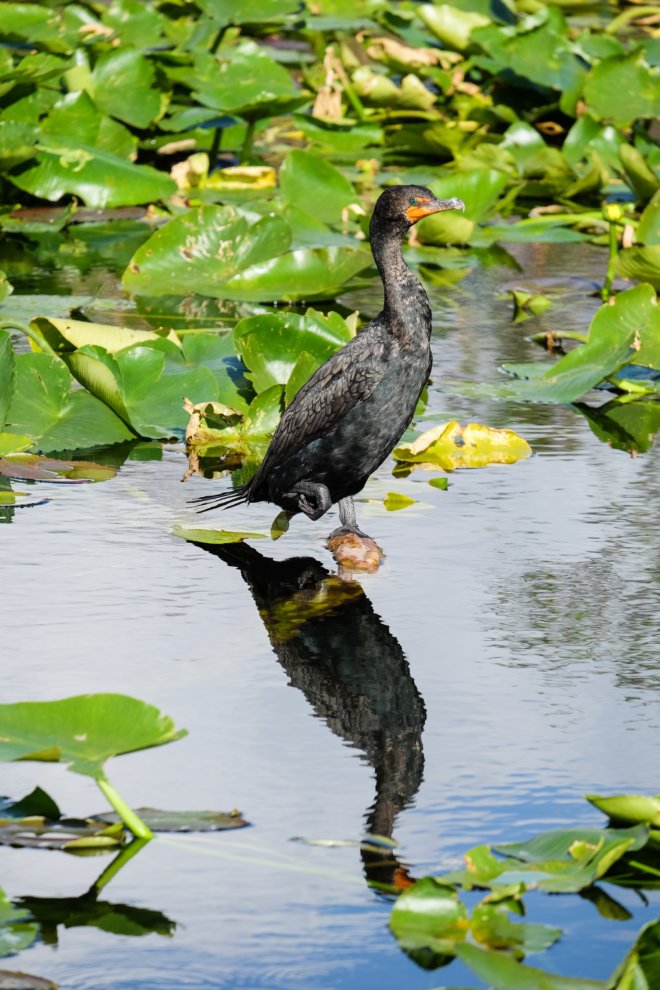 Double-crested cormorant