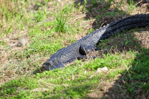 Alligator at Anhinga Trail