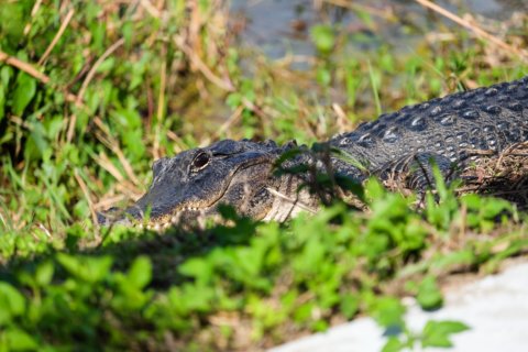 Alligator at Anhinga Trail