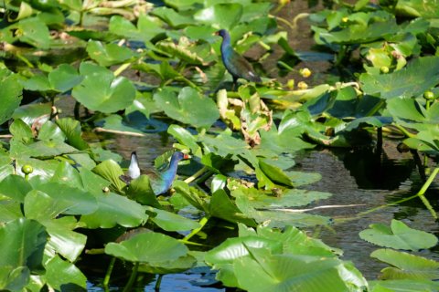 Purple gallinule