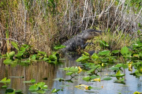 Alligator at Anhinga Trail