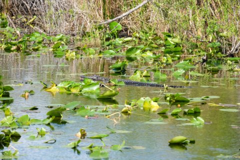 Alligator at Anhinga Trail