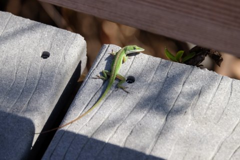 Carolina anole