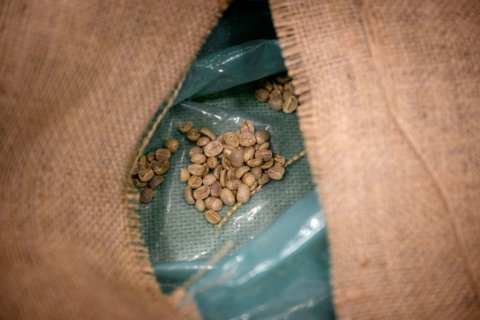 Green coffee beans